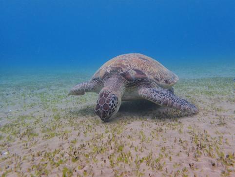 Emperor Desert Safaris Hurghada