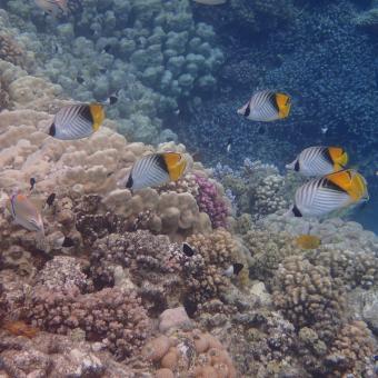 Marsa Alam - Abu Dabbab Ausflüge-Ägypten.de